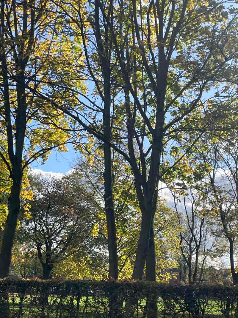 walking near me in Sutton Park in autumn