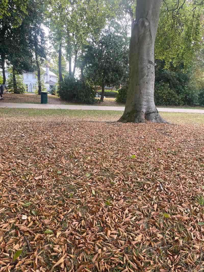 walking near me in Birchfield Gardens in autumn