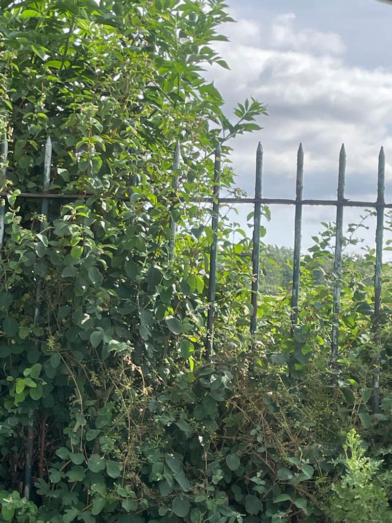 walking near me in King George's Park in summer