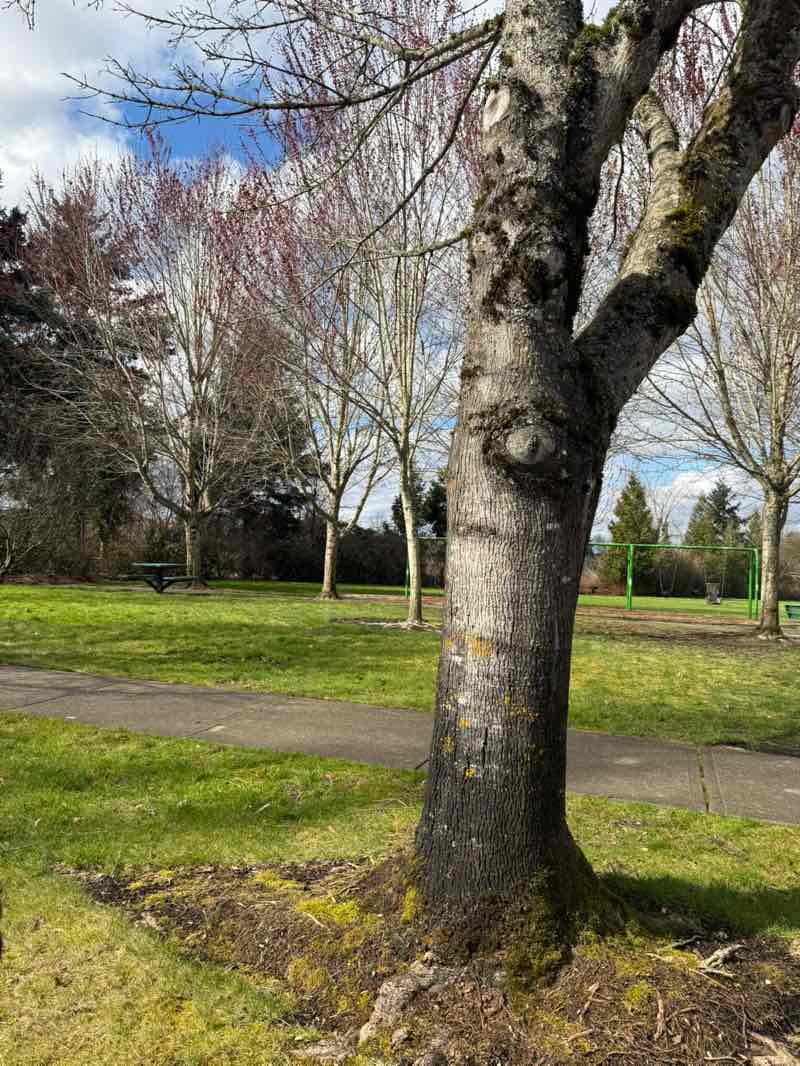 walking near me in Pelfry Park in spring