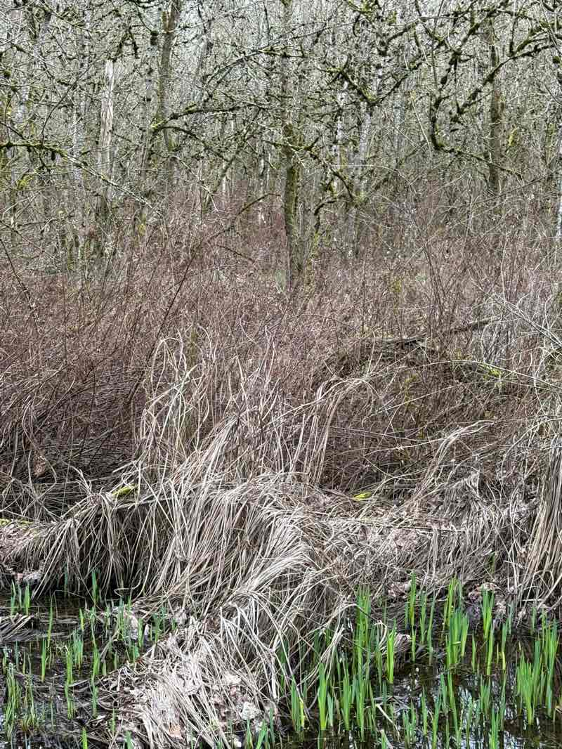 walking near me in Fairview Woods Wetlands Park in spring
