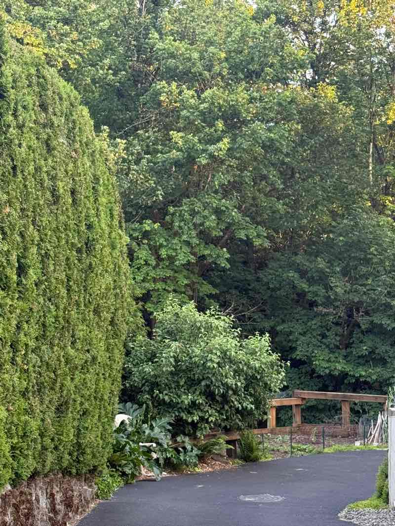 walking near me in Maple Park in summer