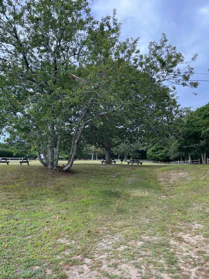 walking near me in Fresh Pond Park in autumn