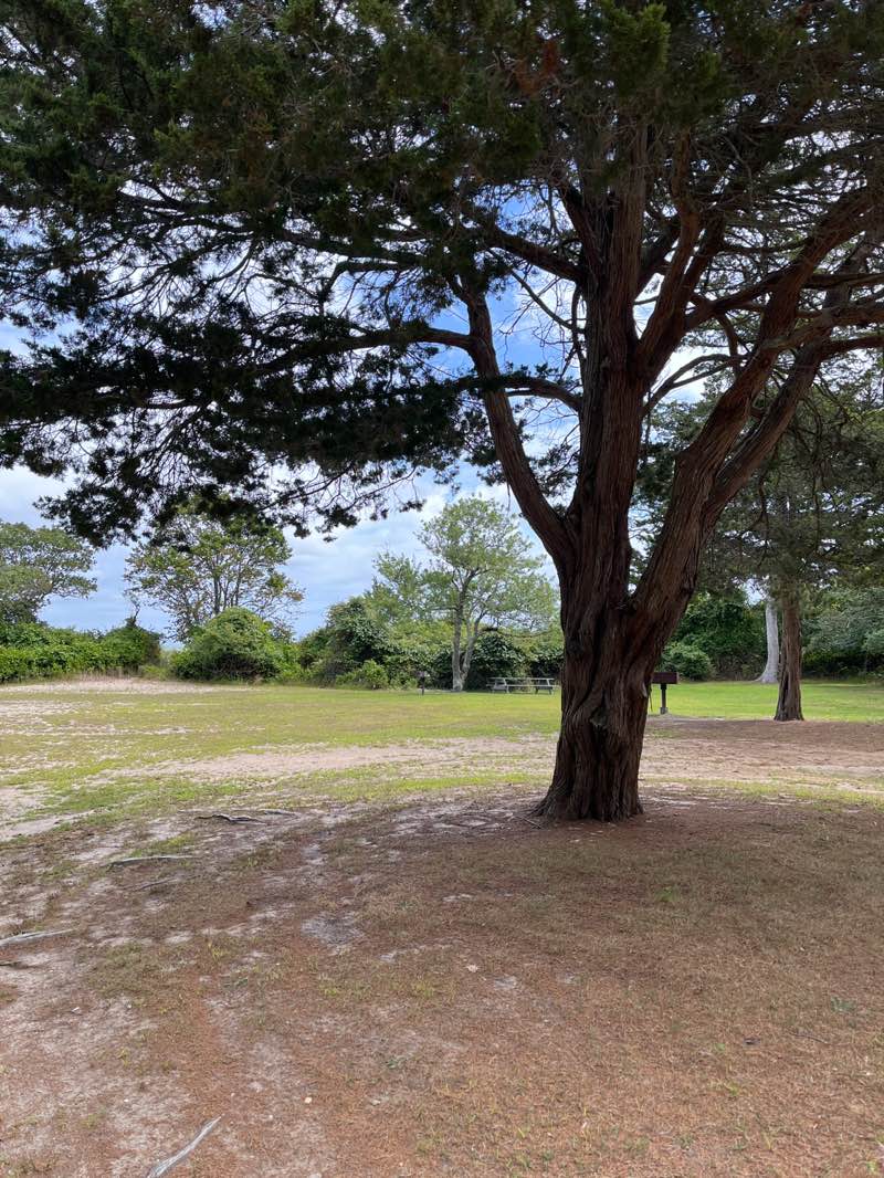 walking near me in Big Albert’s Park in autumn
