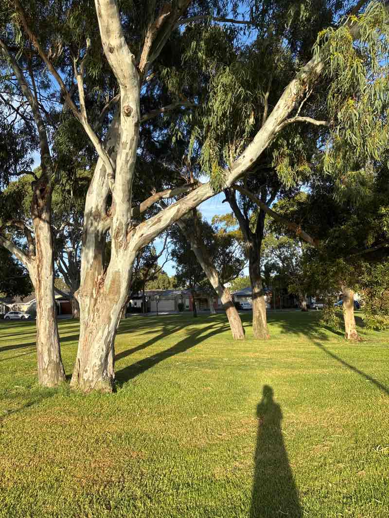 walking near me in Lockleys Oval in autumn