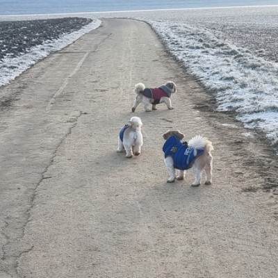 Die Selbstläufer ☄️🏃‍♀️💥 Ⓜ️ i r o   🏃‍♂️ ♦️  🇷🇸 🎖️ post image