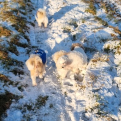 Die Selbstläufer ☄️🏃‍♀️💥 Ⓜ️ i r o   🏃‍♂️ ♦️  🇷🇸 🎖️ post image