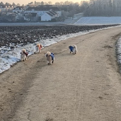 Die Selbstläufer ☄️🏃‍♀️💥 Ⓜ️ i r o   🏃‍♂️ ♦️  🇷🇸 🎖️ post image