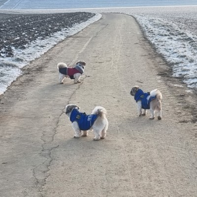 Die Selbstläufer ☄️🏃‍♀️💥 Ⓜ️ i r o   🏃‍♂️ ♦️  🇷🇸 🎖️ post image