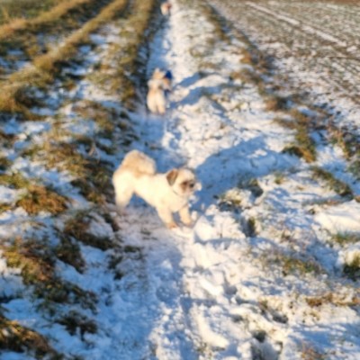 Die Selbstläufer ☄️🏃‍♀️💥 Ⓜ️ i r o   🏃‍♂️ ♦️  🇷🇸 🎖️ post image