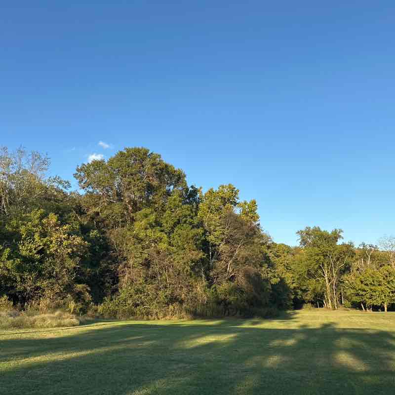 Larkspur 🌺🌼🌻🌸 post 1