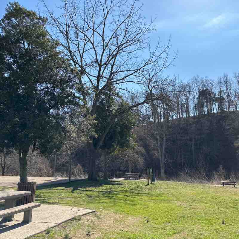 Larkspur 🌺🌼🌻🌸 post 1