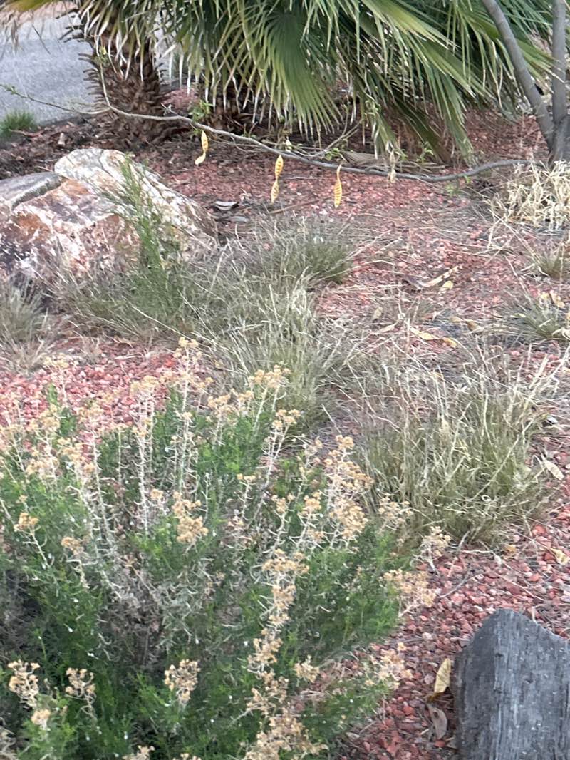 walking near me in Bella Vista Park in spring