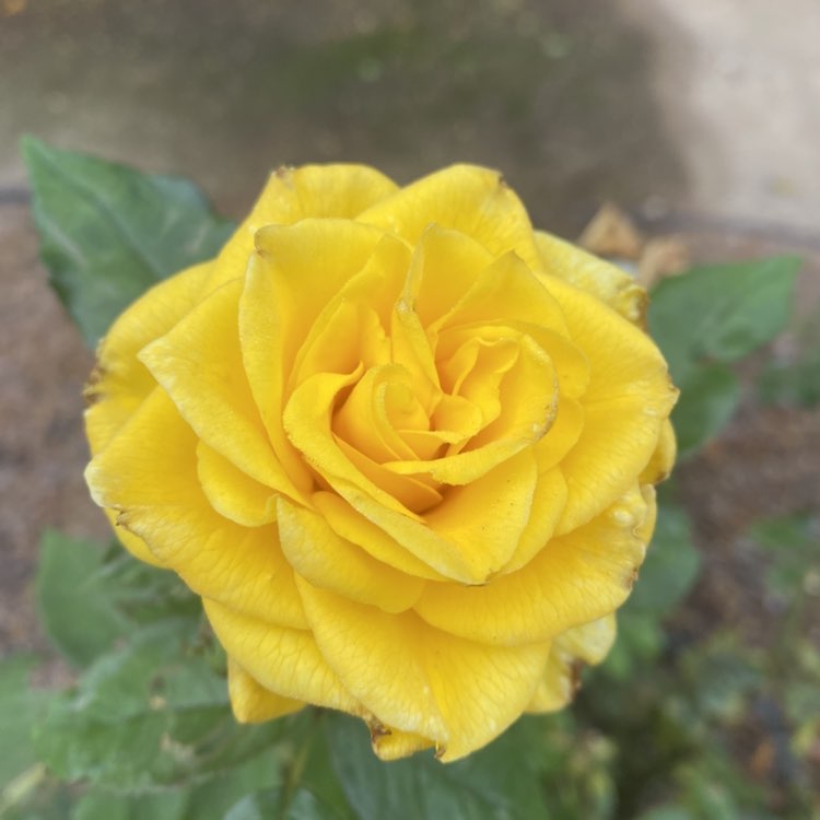 🧿🍉Bella🍉 🧿 post 3