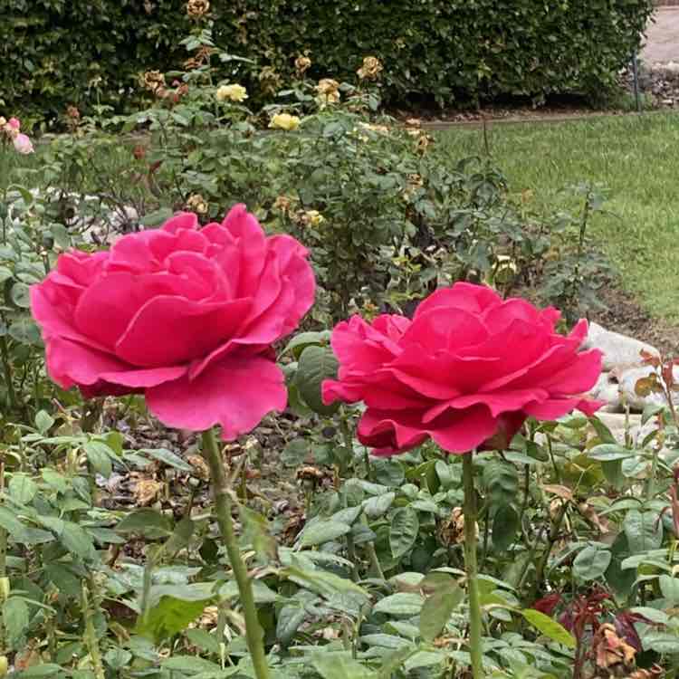 🧿🍉Bella🍉 🧿 post 2