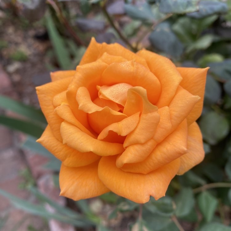 🧿🍉Bella🍉 🧿 post 1