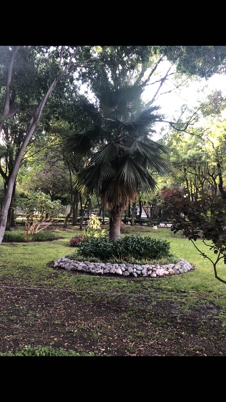 walking near me in Alameda Hidalgo in winter