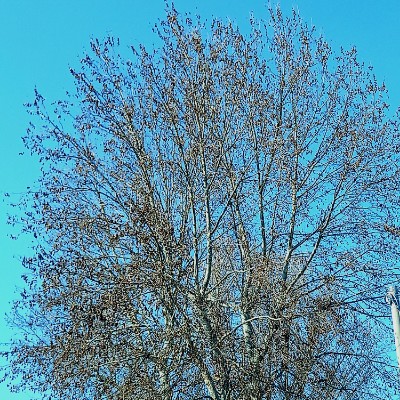 Camminare a Latina Sara owl🦉 post image