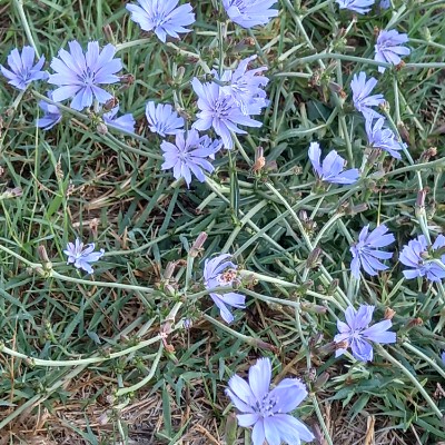 Camminare a Latina Sara owl🦉 post image