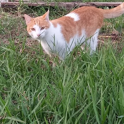 Camminare a Latina Sara owl🦉 post image