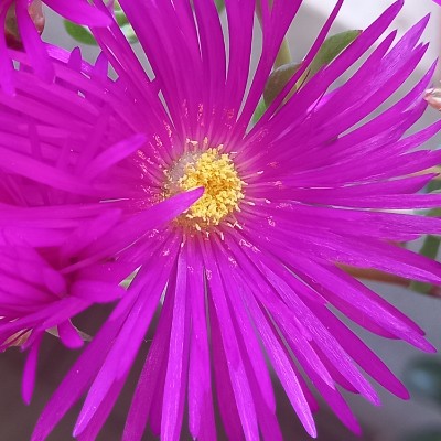 Camminare a Latina Sara owl🦉 post image