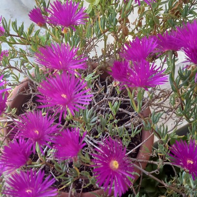 Camminare a Latina Sara owl🦉 post image