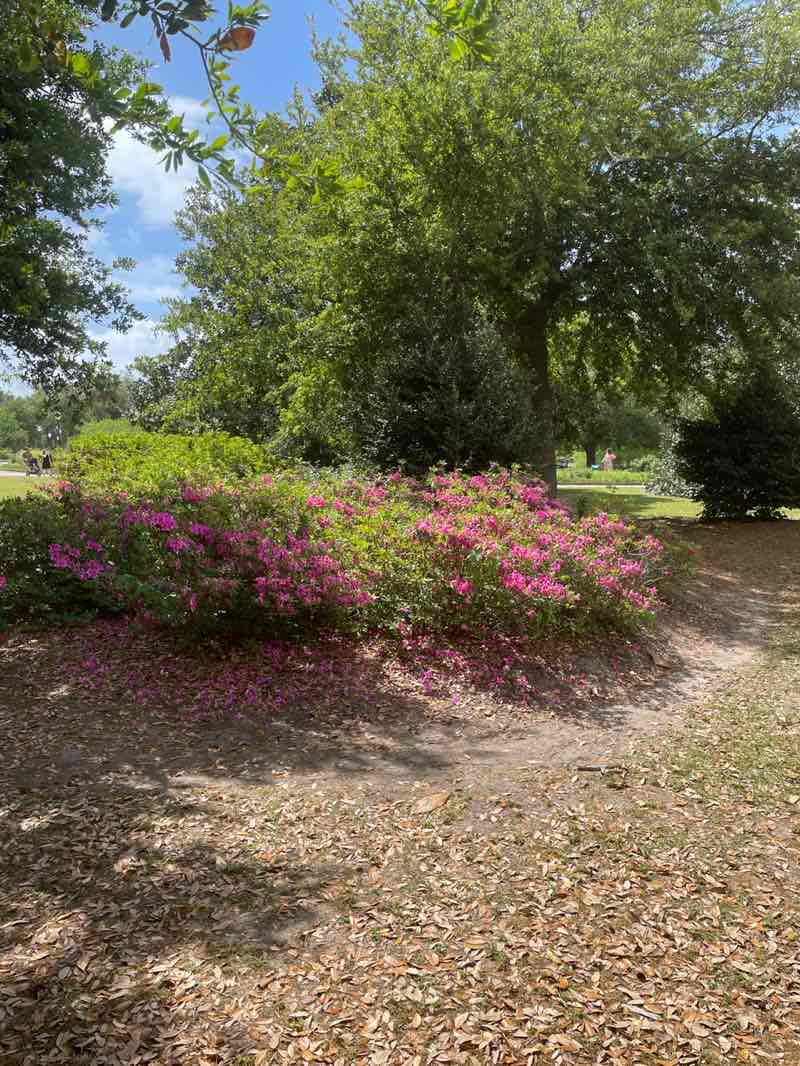 walking near me in Hampton Park in spring