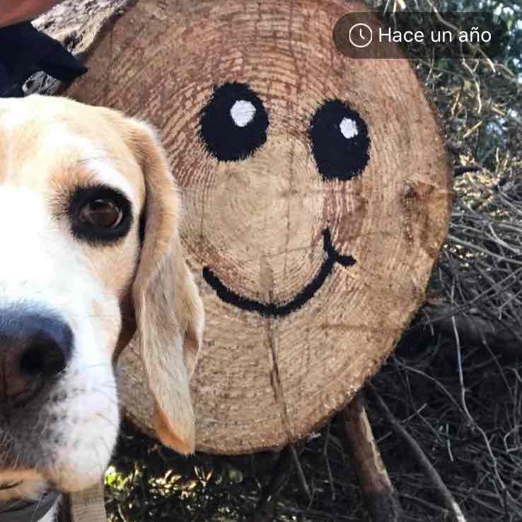 Noah beagle Esther post image