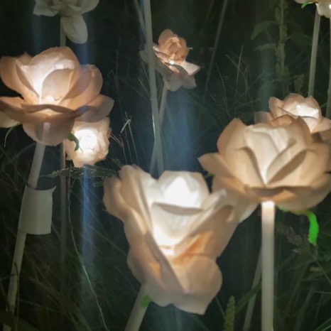 Noah beagle Noah beagle post image