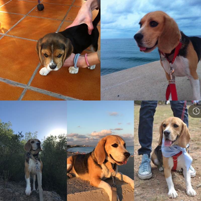 Noah beagle Noah beagle post image