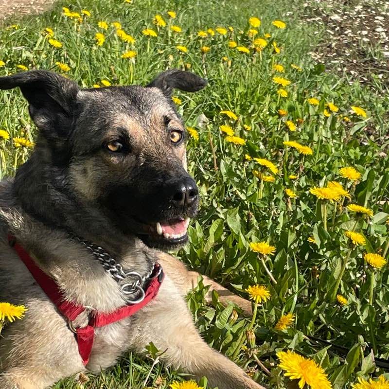 🐕‍🦺 Sally 🐕‍🦺 icon