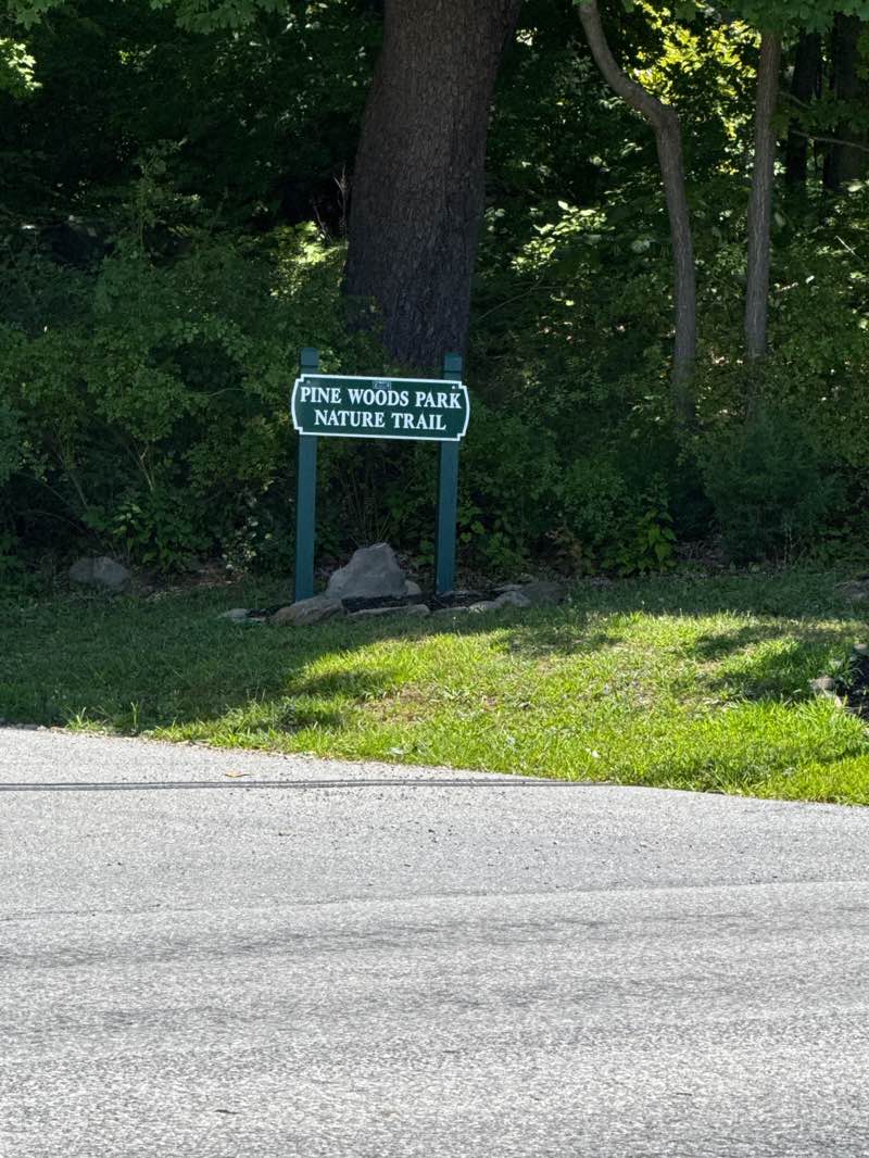 walking near me in Pine Woods in autumn