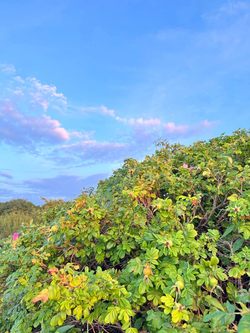walking near me in Парк Головко in autumn
