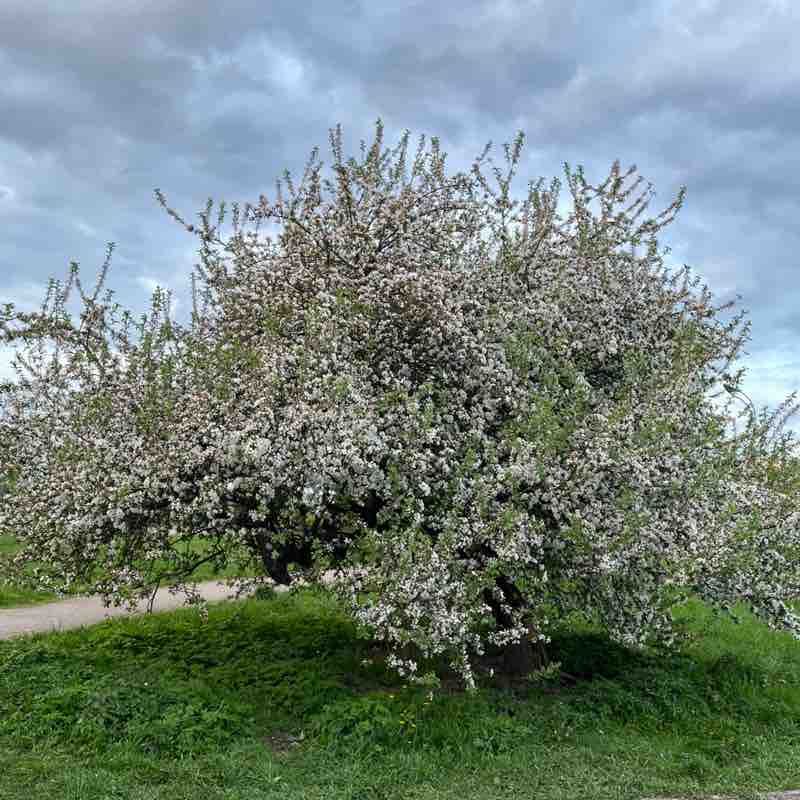 Грек 🇷🇺 post 1