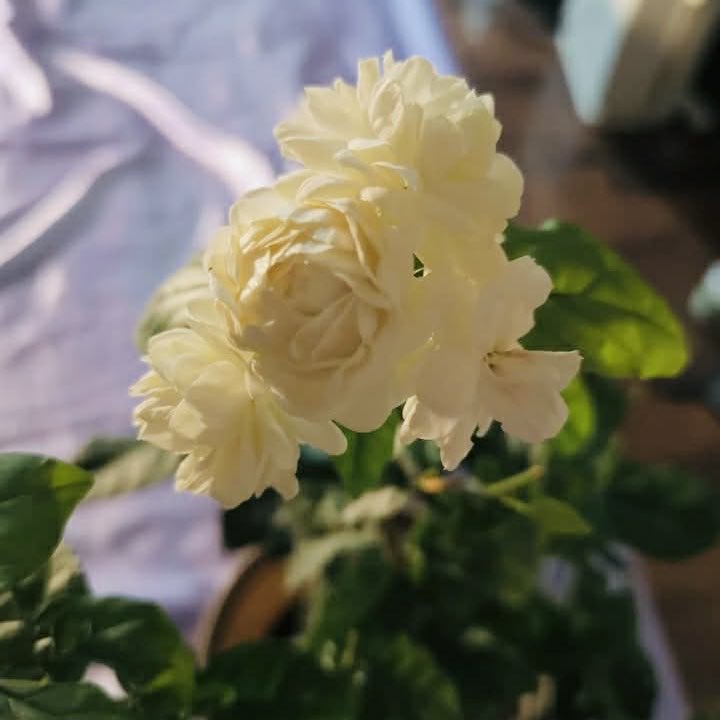 Hsuan post 1
