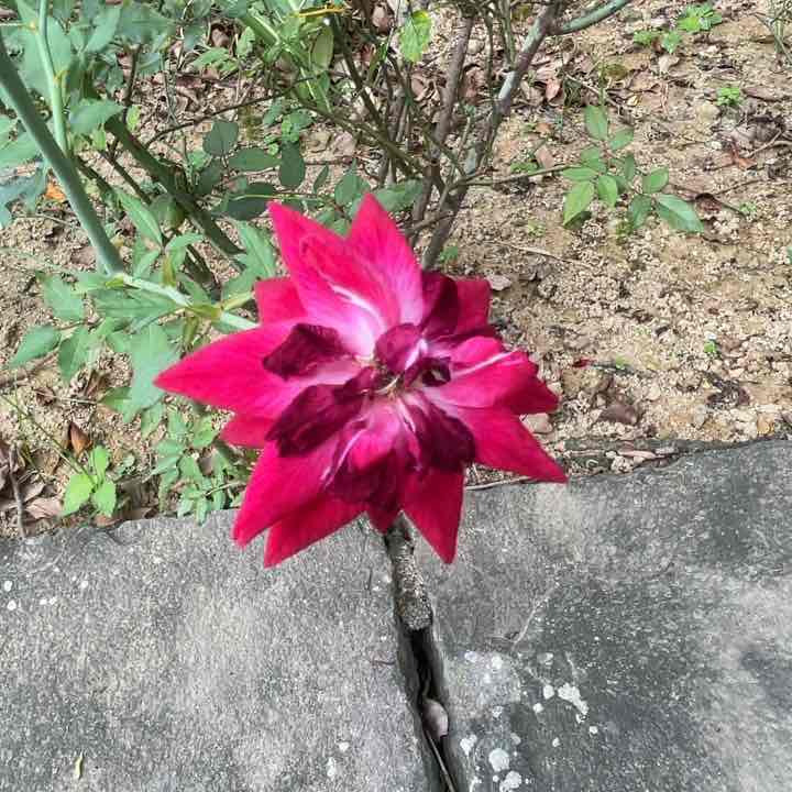 Hsuan post 3