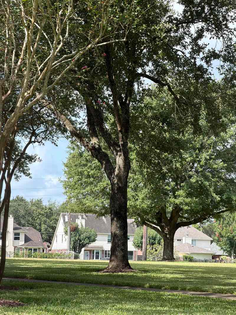 walking near me in Brightwater Park in summer