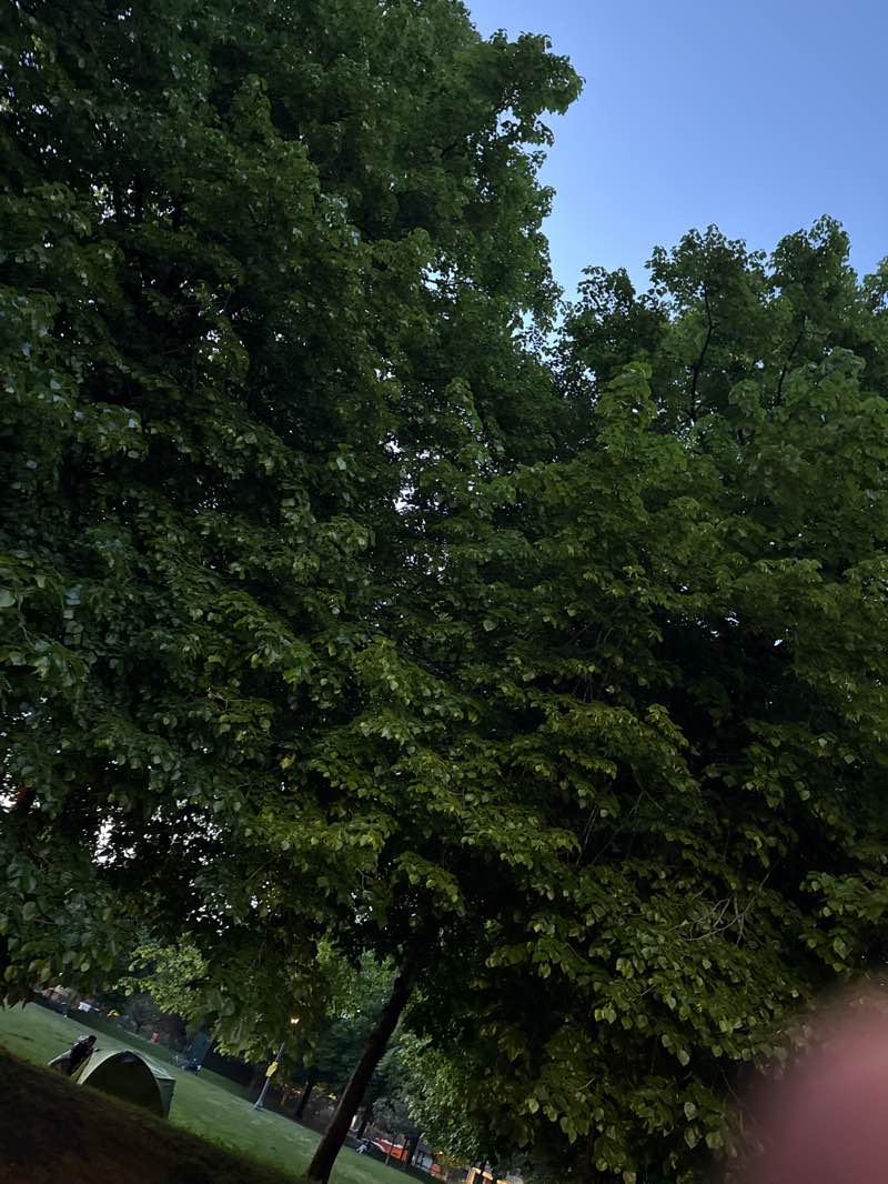 walking near me in Nelson Park in spring