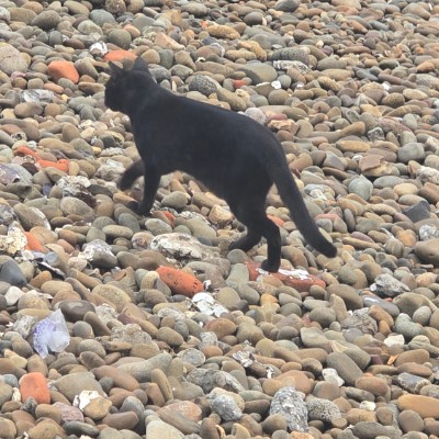 December 5k Race #2 David~Wei post image