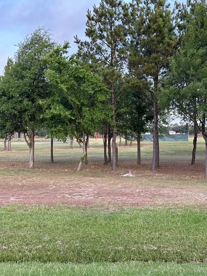 walking near me in Katy Park in spring