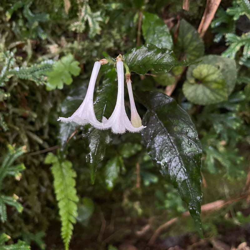 馬上有大吉吉 post 3