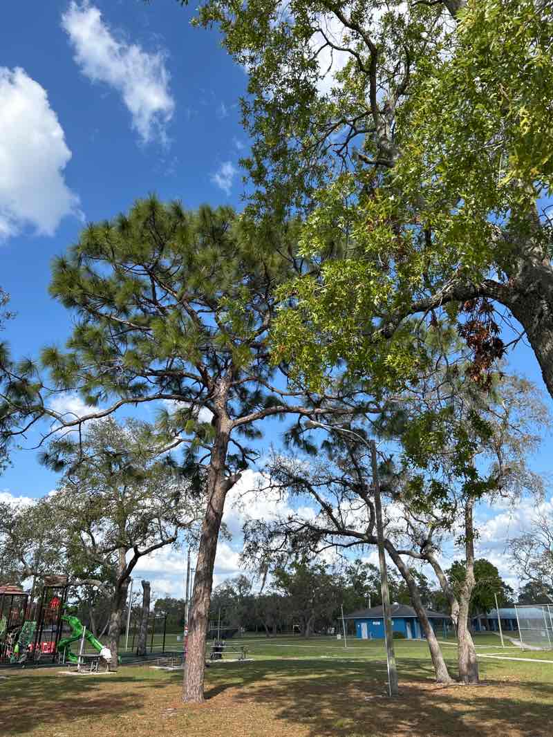 walking near me in Delta Woods Park in spring