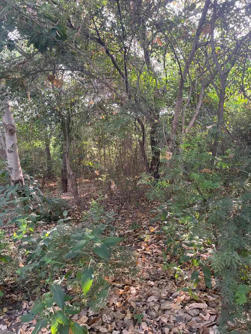 walking near me in samadhan hub park in autumn