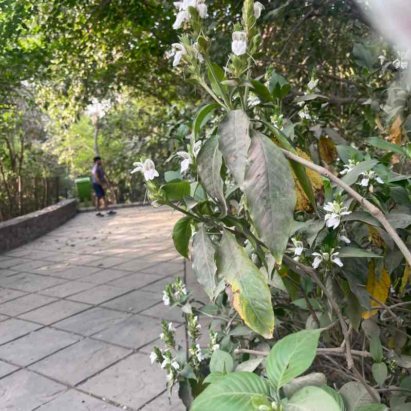 PacerGal_1965 post 2