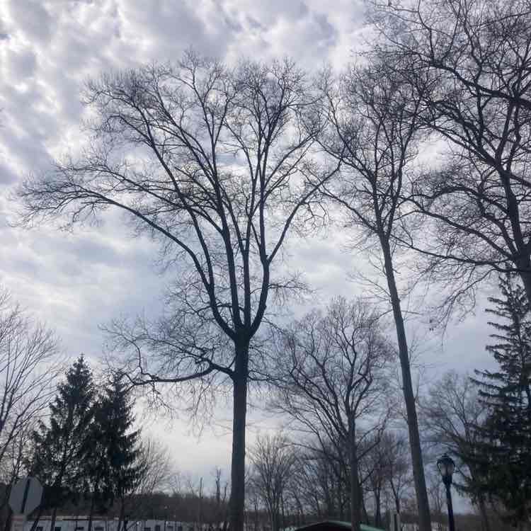 Frank the Tank post 3