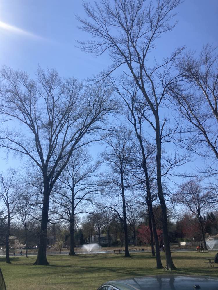walking near me in Saddle River County Park - Wild Duck Pond in spring
