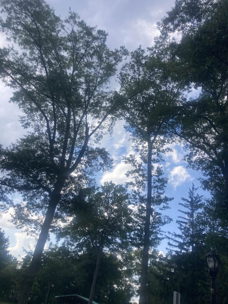 walking near me in Wortendyke Park in summer