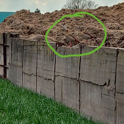 Pacerfreunde 🏃🏼‍♀️🏃🏻‍♂️ aivlis 1965🍀 post image