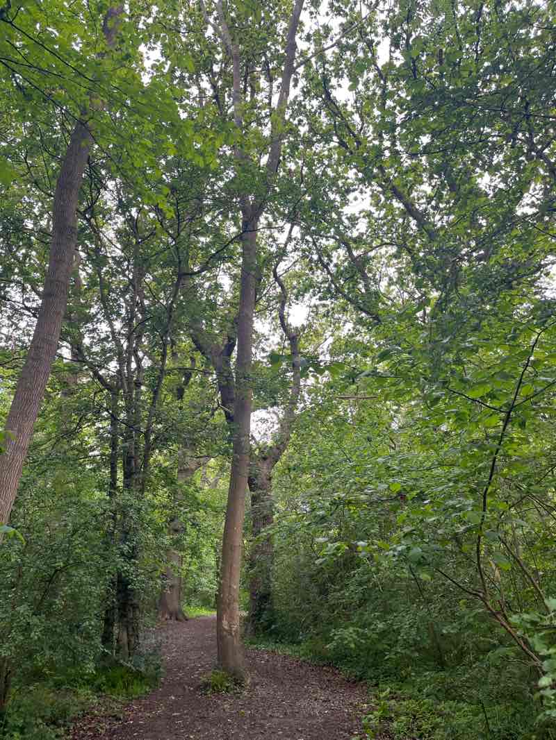 walking near me in Poverest Park in summer