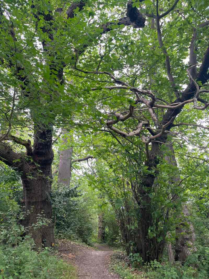 walking near me in Scadbury Park in spring